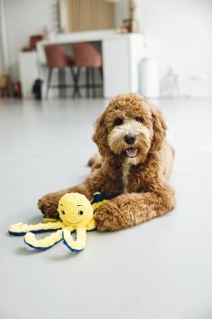 Preview: Oktopus - verschiedene Farben - 25 cm lang